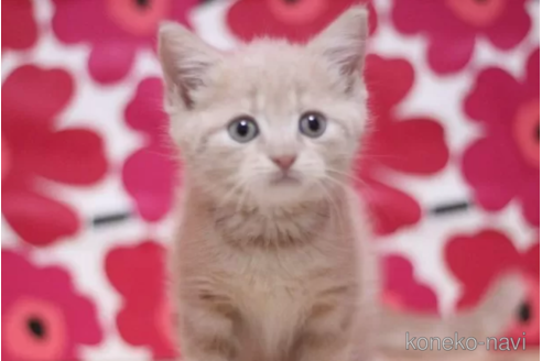 成約済の東京都のマンチカン-102692の2枚目